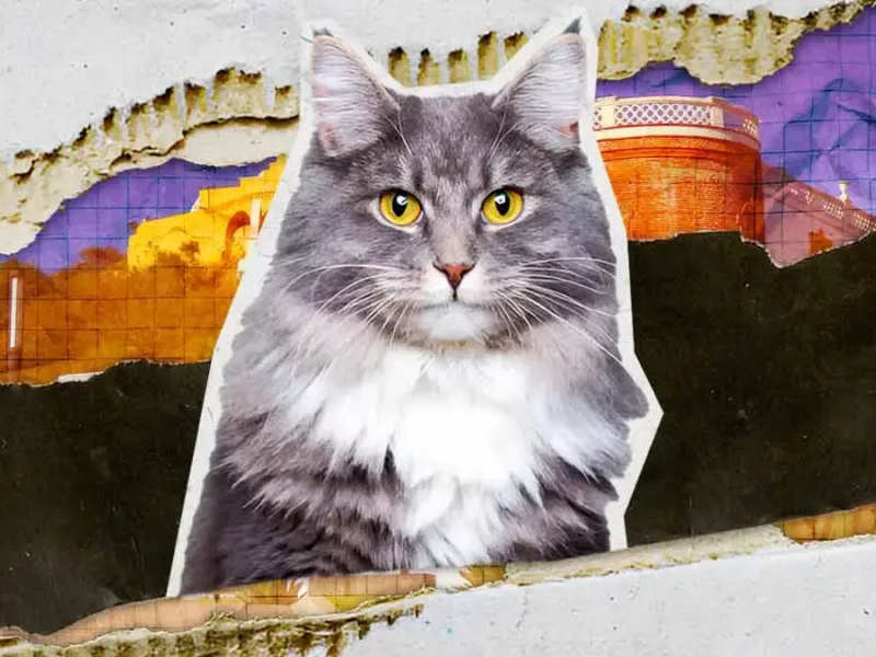 Conoce a Miztli y Aruma, los gatos guardianes del Museo Regional de Cholula Al dar inició a estas actividades, promovidas por el diputado Andrés Iván Villegas Mendoza, la diputada presidenta de la Junta de Gobierno y Coordinación Política del Congreso del Estado, Laura Artemisa García Chávez destacó que la LXII Legislatura es un medio permanente para apoyar a la ciudadanía en temas fundamentales como la salud de la niñez poblana. “Agradezco a las ponentes el compartir estos conocimientos que son de vital importancia para tomar acciones preventivas en materia de alimentación para el sano desarrollo de las infancias”, señaló la legisladora. En este sentido, el diputado Andrés Iván Villegas Mendoza recordó que esta actividad se llevó a cabo en el marco del Día Internacional de la Nutrición, que se conmemora para generar conciencia en la sociedad sobre la importancia de una alimentación adecuada. Durante la ponencia, la especialista en nutrición pediátrica, Bettsy Romero García abordó el tema sobre los alimentos ultraprocesados y su impacto negativo en la salud infantil, las enfermedades asociadas al consumo desmedido de estos productos, así como las acciones para proteger la salud de la niñez poblana. En este tema hizo énfasis en desarrollar políticas públicas y programas que fomenten la actividad física en la niñez y la adolescencia, así como programas de educación alimentaria obligatoria no solo en las y los estudiantes, sino a padres y madres de familia, y docentes. Asimismo, la nutrióloga especialista en pediatría, Gricelle Serrano Maldonado impartió la conferencia relacionada con las loncheras saludables basadas en una dieta sostenible, donde subrayó la importancia de que éstas cuenten con alimentos que provean a las infancias de la energía y los nutrientes necesarios, con la finalidad de cubrir sus necesidades nutrimentales y mantener adecuados niveles de desempeño físico e intelectual. En este evento también se contó con la presencia de las diputadas Nayeli Salvatori Bojalil, Ana Lilia Tepole Armenta, Fedrha Isabel Suriano Corrales y Cinthya Gabriela Chumacero Rodríguez, así como el diputado Jaime Alejandro Aurioles Barroeta. De igual manera, asistió la titular del Voluntariado del Congreso del Estado, Minerva García Chávez y el Secretario General del Poder Legislativo, Julio Leopoldo de Lara Valera.
