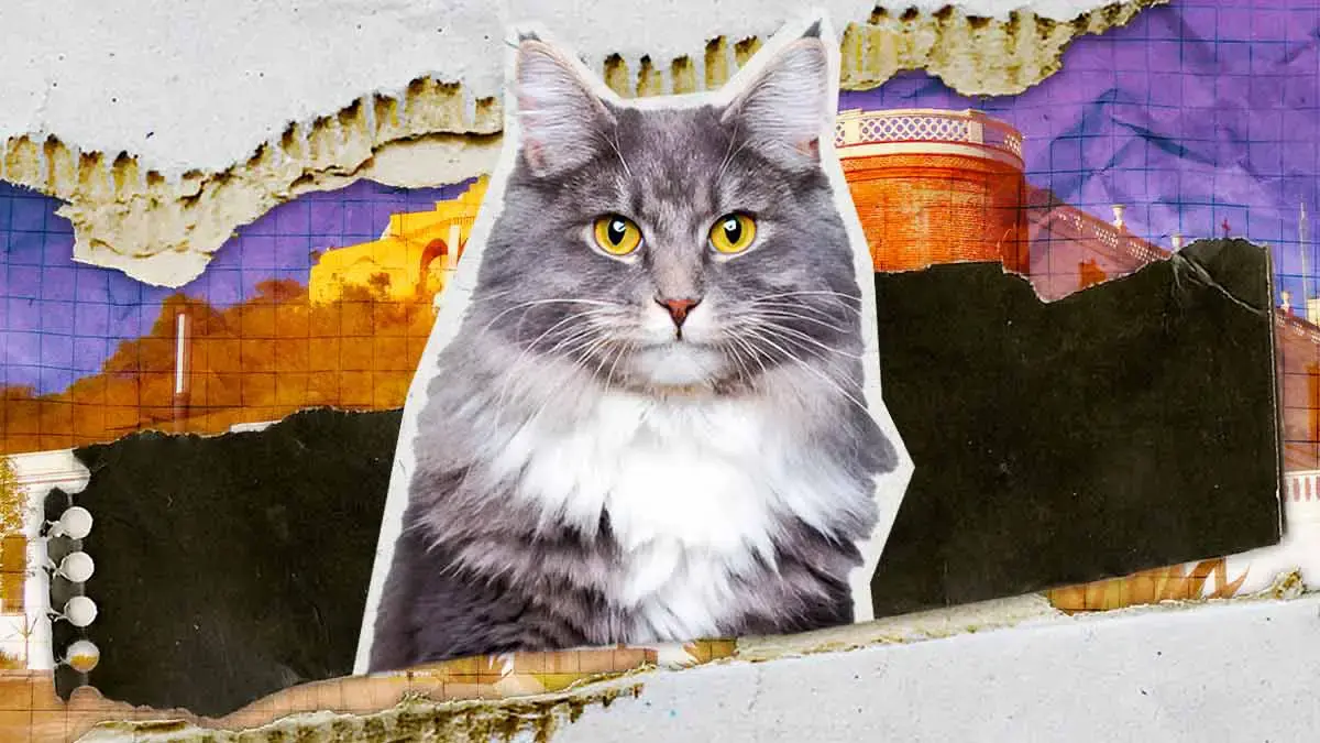 Conoce a Miztli y Aruma, los gatos guardianes del Museo Regional de Cholula Al dar inició a estas actividades, promovidas por el diputado Andrés Iván Villegas Mendoza, la diputada presidenta de la Junta de Gobierno y Coordinación Política del Congreso del Estado, Laura Artemisa García Chávez destacó que la LXII Legislatura es un medio permanente para apoyar a la ciudadanía en temas fundamentales como la salud de la niñez poblana. “Agradezco a las ponentes el compartir estos conocimientos que son de vital importancia para tomar acciones preventivas en materia de alimentación para el sano desarrollo de las infancias”, señaló la legisladora. En este sentido, el diputado Andrés Iván Villegas Mendoza recordó que esta actividad se llevó a cabo en el marco del Día Internacional de la Nutrición, que se conmemora para generar conciencia en la sociedad sobre la importancia de una alimentación adecuada. Durante la ponencia, la especialista en nutrición pediátrica, Bettsy Romero García abordó el tema sobre los alimentos ultraprocesados y su impacto negativo en la salud infantil, las enfermedades asociadas al consumo desmedido de estos productos, así como las acciones para proteger la salud de la niñez poblana. En este tema hizo énfasis en desarrollar políticas públicas y programas que fomenten la actividad física en la niñez y la adolescencia, así como programas de educación alimentaria obligatoria no solo en las y los estudiantes, sino a padres y madres de familia, y docentes. Asimismo, la nutrióloga especialista en pediatría, Gricelle Serrano Maldonado impartió la conferencia relacionada con las loncheras saludables basadas en una dieta sostenible, donde subrayó la importancia de que éstas cuenten con alimentos que provean a las infancias de la energía y los nutrientes necesarios, con la finalidad de cubrir sus necesidades nutrimentales y mantener adecuados niveles de desempeño físico e intelectual. En este evento también se contó con la presencia de las diputadas Nayeli Salvatori Bojalil, Ana Lilia Tepole Armenta, Fedrha Isabel Suriano Corrales y Cinthya Gabriela Chumacero Rodríguez, así como el diputado Jaime Alejandro Aurioles Barroeta. De igual manera, asistió la titular del Voluntariado del Congreso del Estado, Minerva García Chávez y el Secretario General del Poder Legislativo, Julio Leopoldo de Lara Valera.