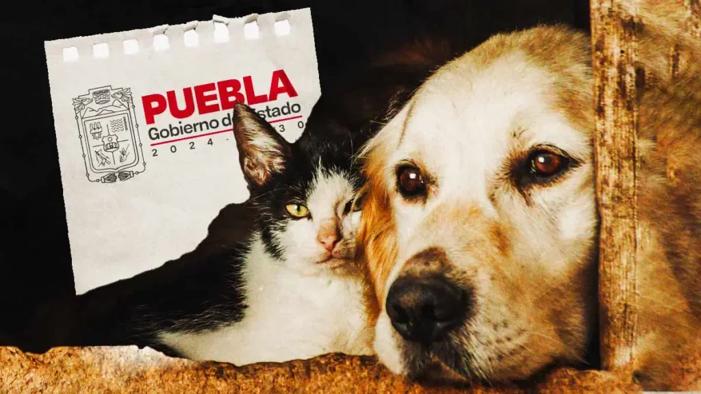 Gobierno de Puebla recibió mil 800 reportes de maltrato animal hasta junio 2025 