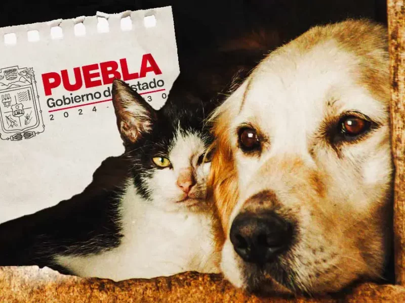 Gobierno de Puebla recibió mil 800 reportes de maltrato animal hasta junio 2025 
