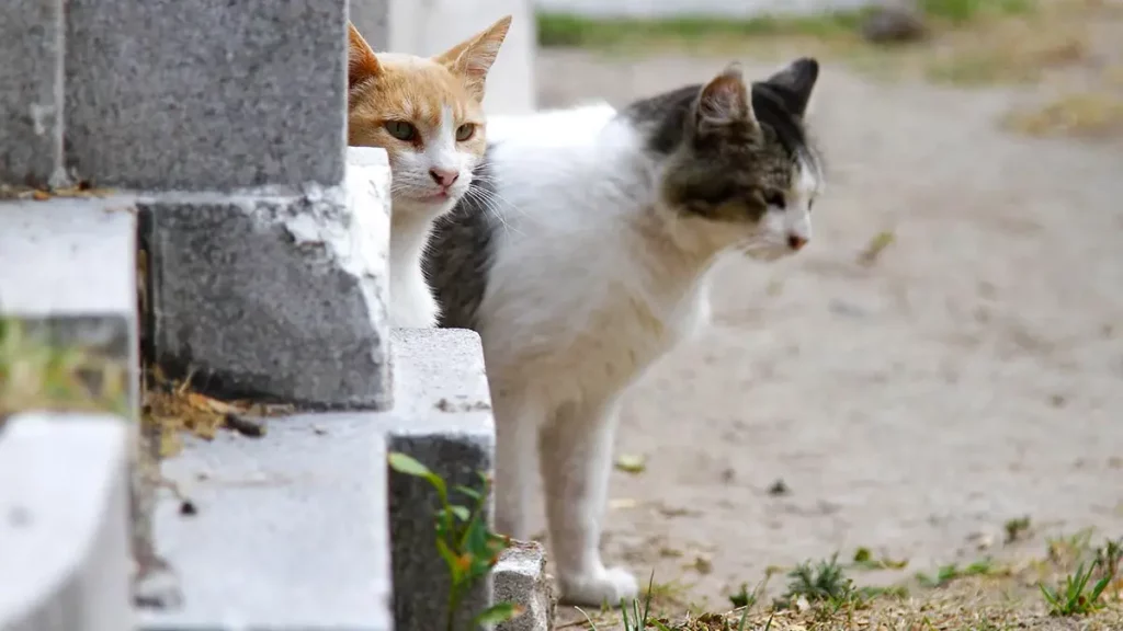 Patitas Enlodadas Puebla organiza rifa para jornada de esterilización de gatos en situación de calle