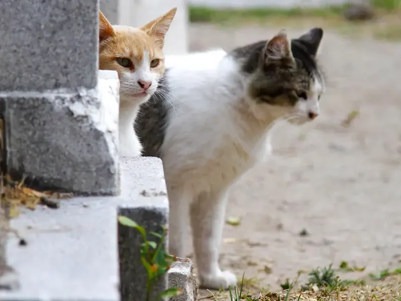Patitas Enlodadas Puebla organiza rifa para jornada de esterilización de gatos en situación de calle