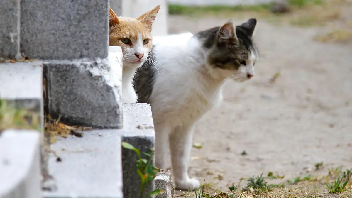 Patitas Enlodadas Puebla organiza rifa para jornada de esterilización de gatos en situación de calle