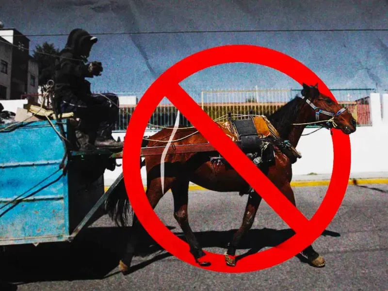 Movimiento Animalista de Puebla gana amparo para detener el uso de caballos carretoneros en Texmelucan