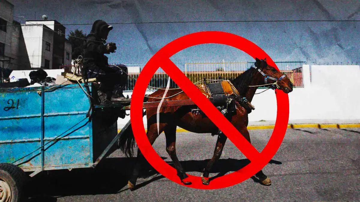 Movimiento Animalista de Puebla gana amparo para detener el uso de caballos carretoneros en Texmelucan