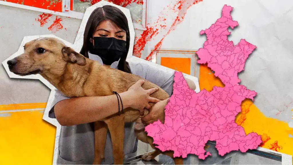 Solo 12 de los 217 municipios de Puebla tiene un Centro de Bienestar Animal