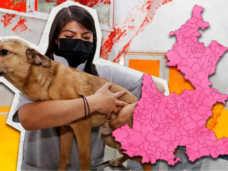 Solo 12 de los 217 municipios de Puebla tiene un Centro de Bienestar Animal