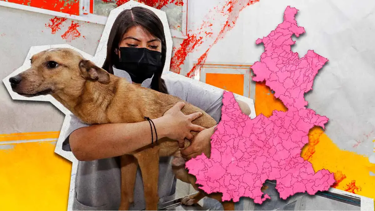 Solo 12 de los 217 municipios de Puebla tiene un Centro de Bienestar Animal
