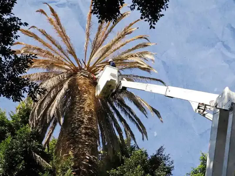 Ayuntamiento de Puebla retiró 80 palmeras que representaban un riesgo