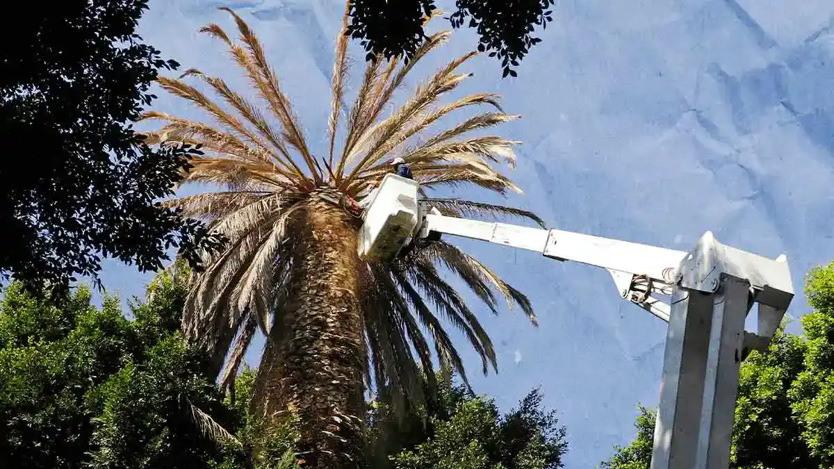 Ayuntamiento de Puebla retiró 80 palmeras que representaban un riesgo
