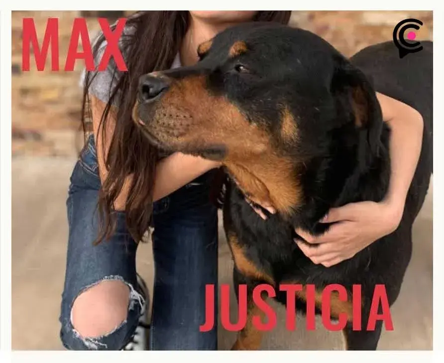 Envenenaron a perros en Chignahuapan; animalistas acusaron a juez de proteger al responsable