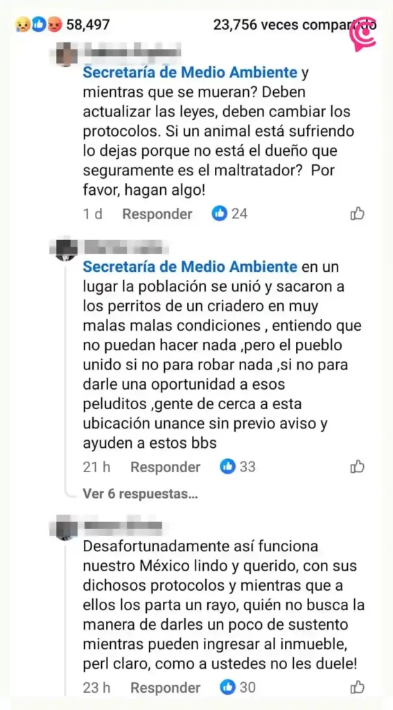 Exhiben abandono de perros en la colonia Hidalgo de Puebla; autoridades solo dejan citatorio 