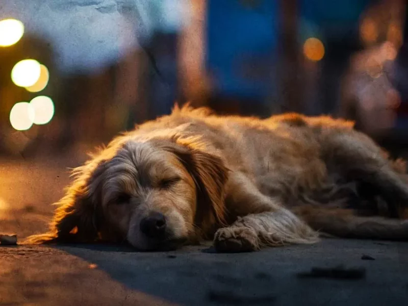 Exhiben abandono de perros en la colonia Hidalgo de Puebla; autoridades solo dejan citatorio 