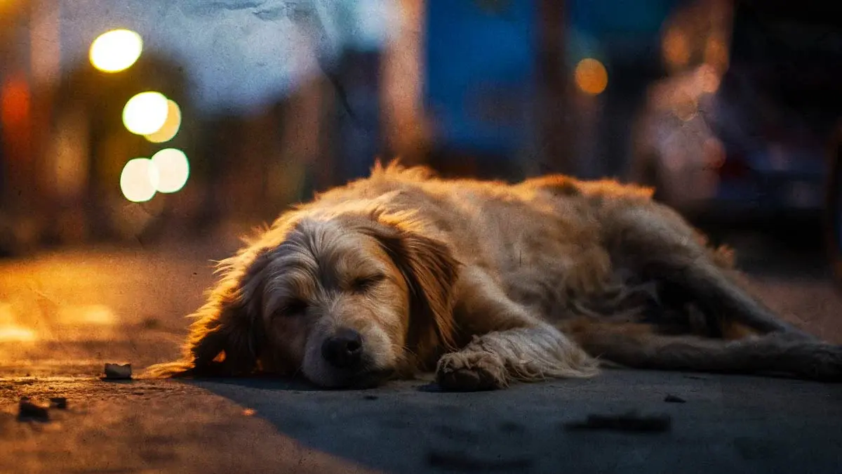 Exhiben abandono de perros en la colonia Hidalgo de Puebla; autoridades solo dejan citatorio 