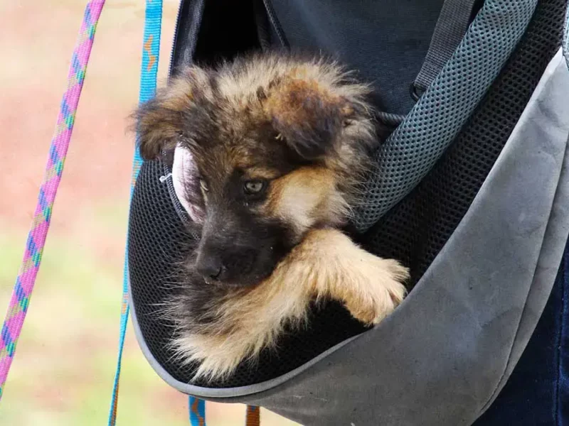 Habrá jornadas de Protección Animal gratuitas en estas colonias de Puebla