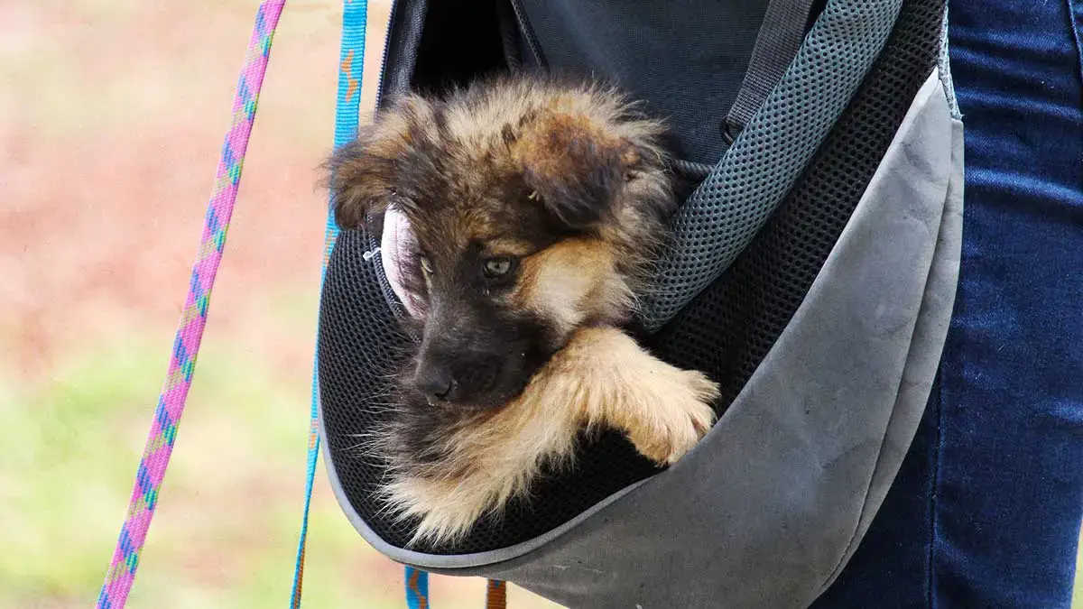 Habrá jornadas de Protección Animal gratuitas en estas colonias de Puebla