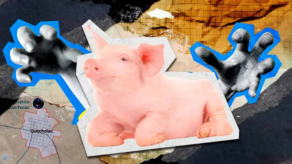 Denuncian caso de crueldad animal en Quecholac; pobladores realizan concurso cerdito encebado