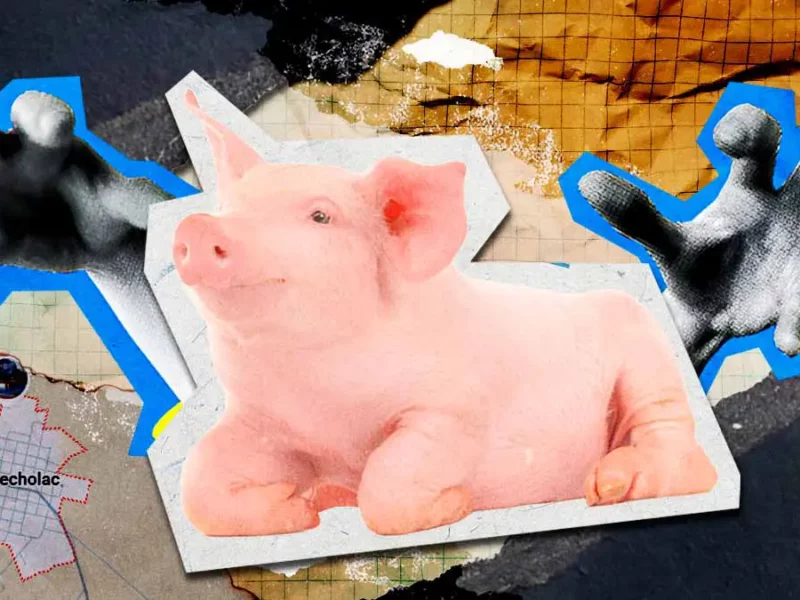 Denuncian caso de crueldad animal en Quecholac; pobladores realizan concurso cerdito encebado