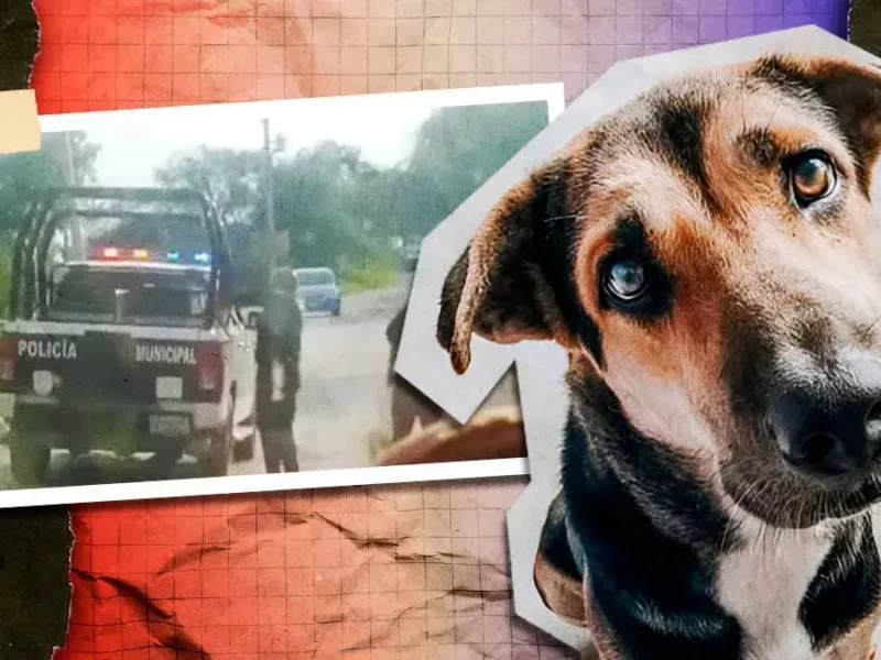 Policías de Santiago Miahuatlán atropellaron a un perro por conducir a exceso de velocidad