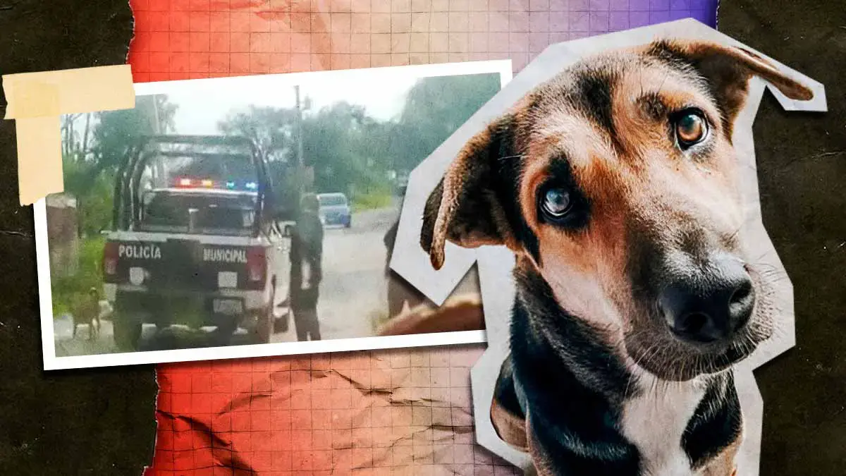 Policías de Santiago Miahuatlán atropellaron a un perro por conducir a exceso de velocidad
