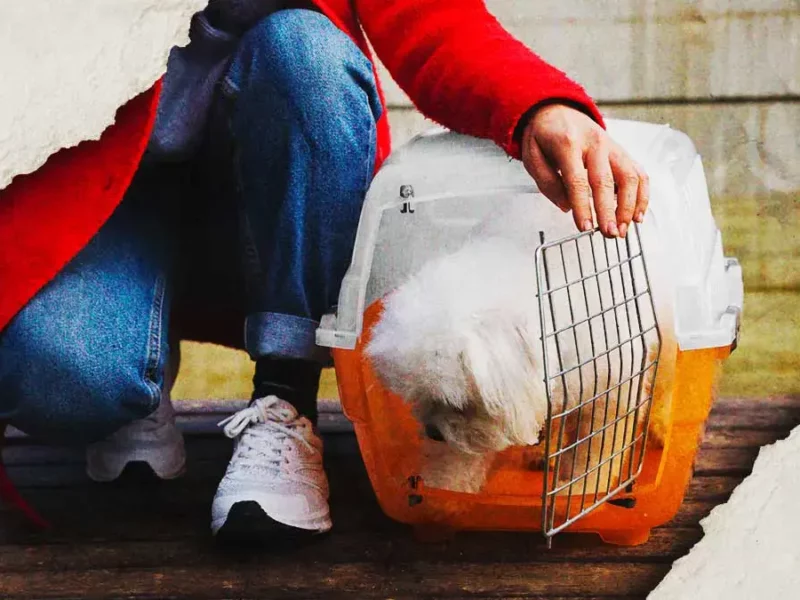Congreso propone castigar hasta con cuatro años de cárcel el abandono de mascotas en Puebla