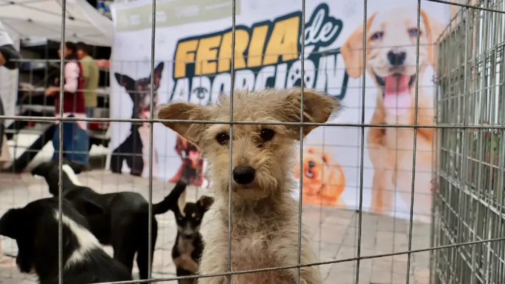 Ariadna Ayala presidenta municipal, impulsa adopciones responsables, beneficiando a 202 lomitos