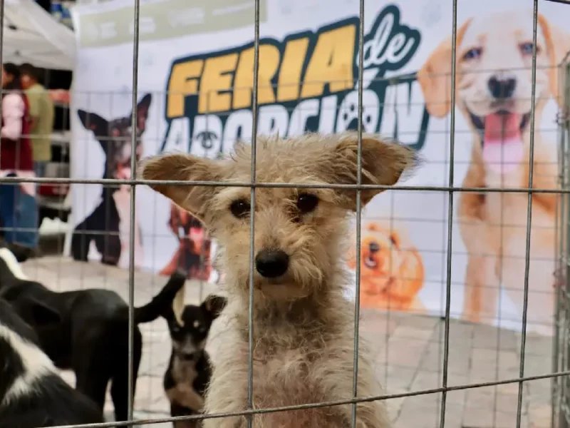 Ariadna Ayala presidenta municipal, impulsa adopciones responsables, beneficiando a 202 lomitos