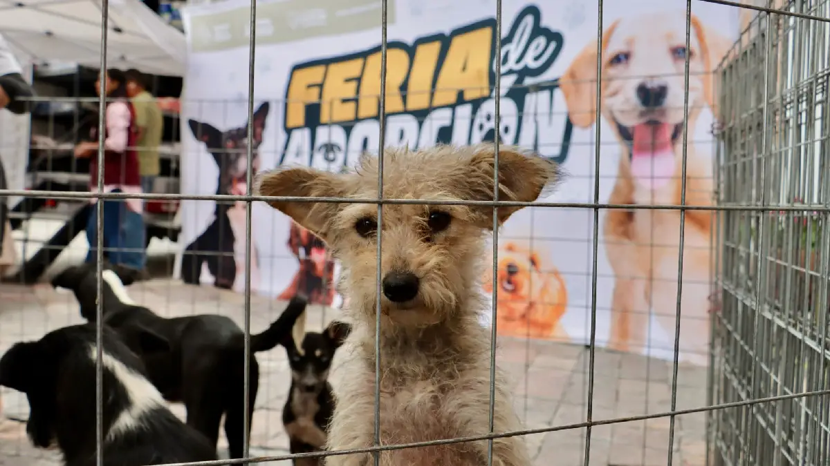 Ariadna Ayala presidenta municipal, impulsa adopciones responsables, beneficiando a 202 lomitos