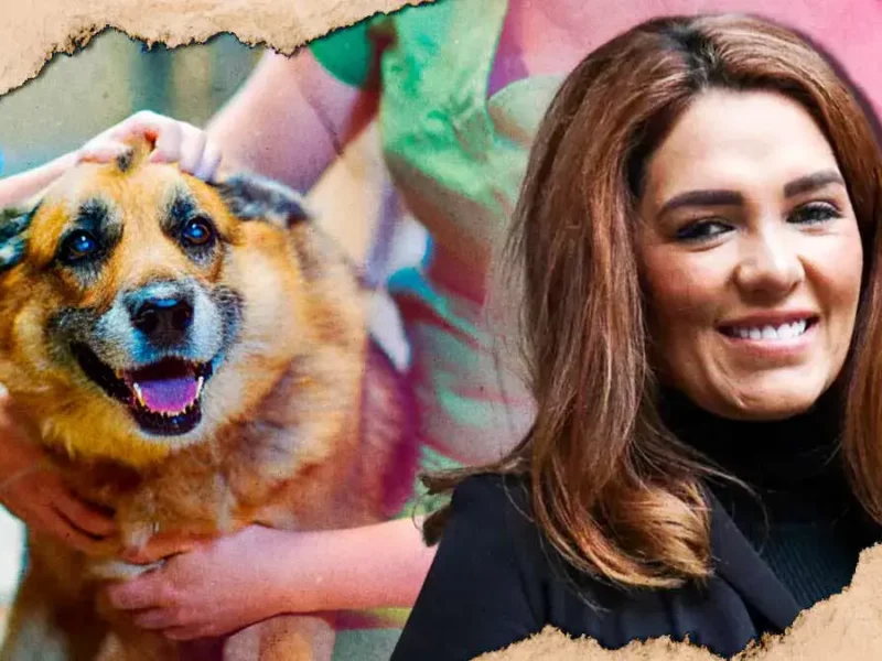 Gobierno de Alejandro Armenta ha rescatado 147 especies víctimas de maltrato animal en Puebla