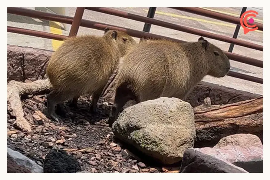 Celebra el Día del Capibara en Acuario Michin de Puebla con estas actividades