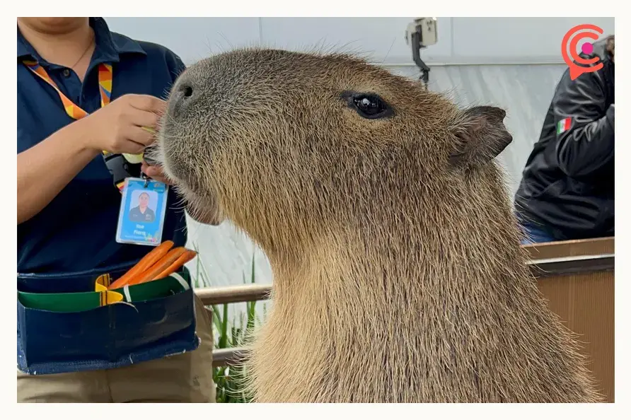Celebra el Día del Capibara en Acuario Michin de Puebla con estas actividades