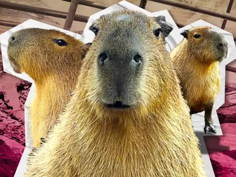 Celebra el Día del Capibara en Acuario Michin de Puebla con estas actividades
