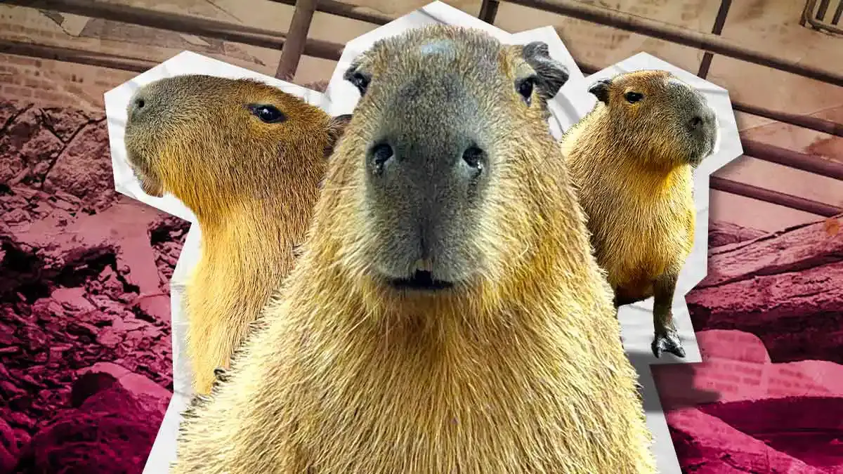 Celebra el Día del Capibara en Acuario Michin de Puebla con estas actividades