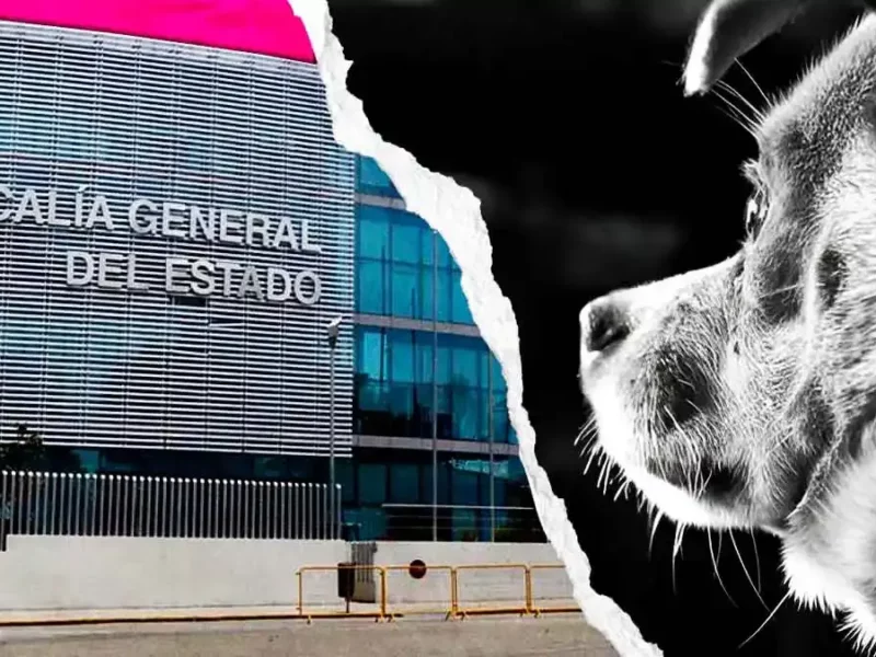Fiscalía de Puebla investiga caso de maltrato animal en Zacatlán