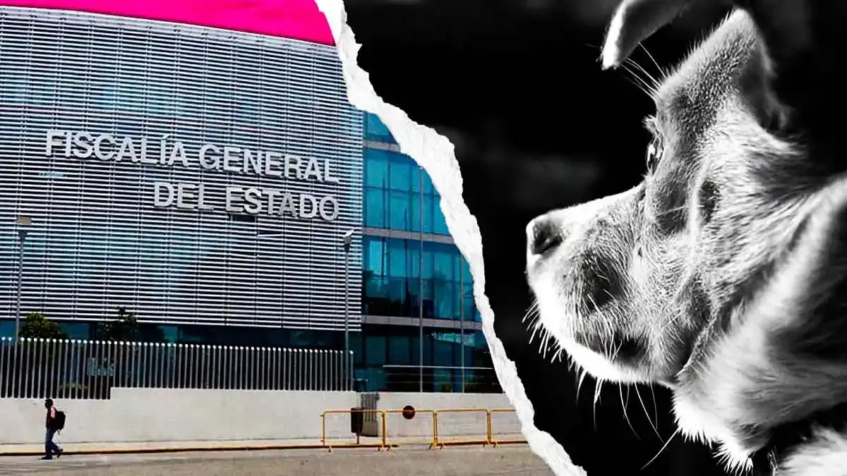 Fiscalía de Puebla investiga caso de maltrato animal en Zacatlán