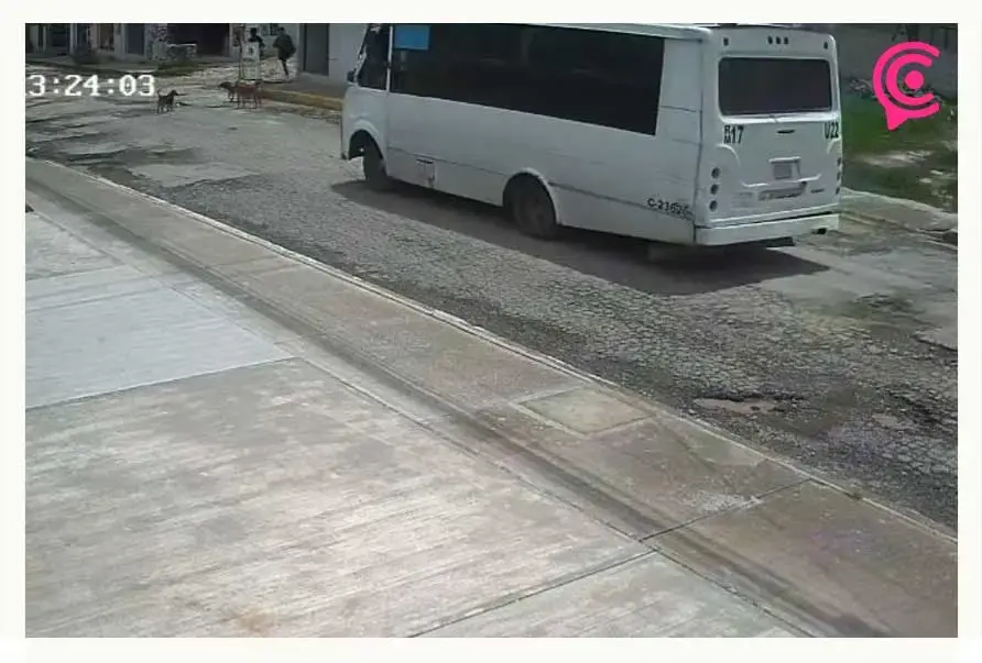 Choferes de rutas Libertad Cuauhtémoc y R17 atropellan a dos perros intencionalmente en Puebla
