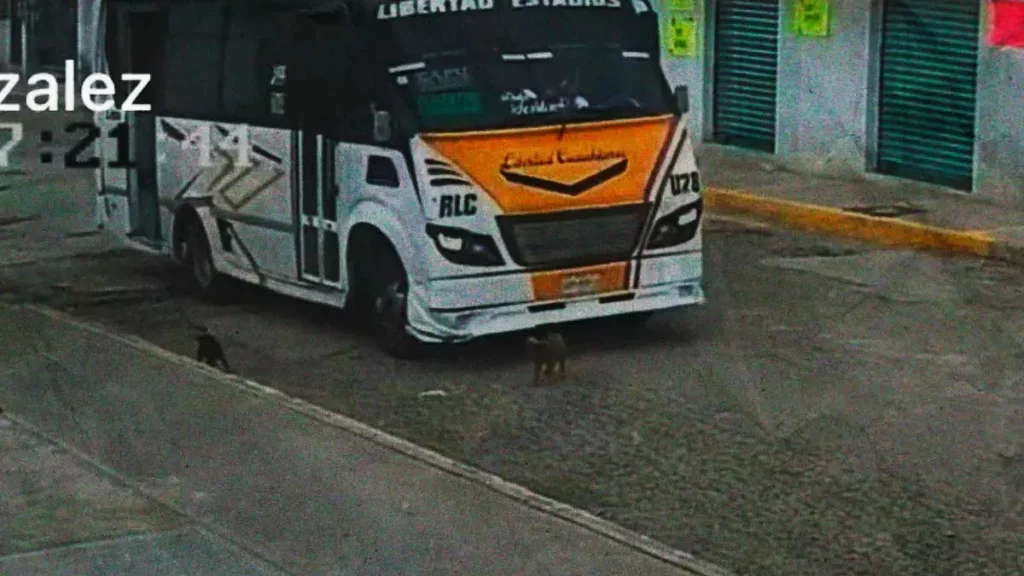 Choferes de rutas Libertad Cuauhtémoc y R17 atropellan a dos perros intencionalmente en Puebla