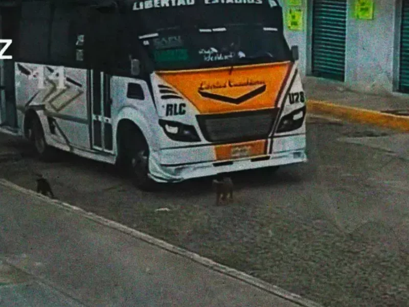 Choferes de rutas Libertad Cuauhtémoc y R17 atropellan a dos perros intencionalmente en Puebla