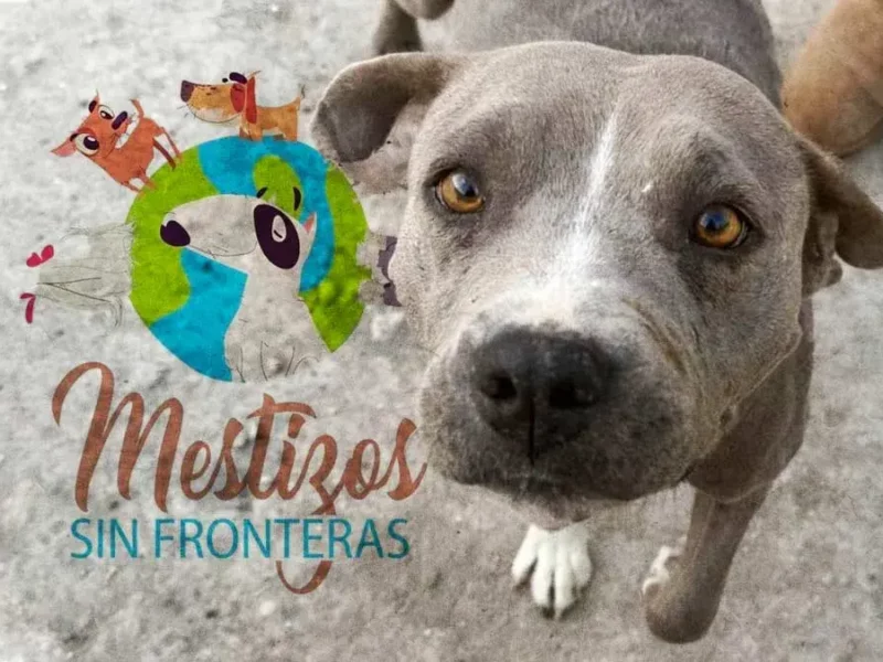 Asociación poblana Mestizos sin Fronteras organiza rifa solidaria para financiar tratamientos de perros rescatados