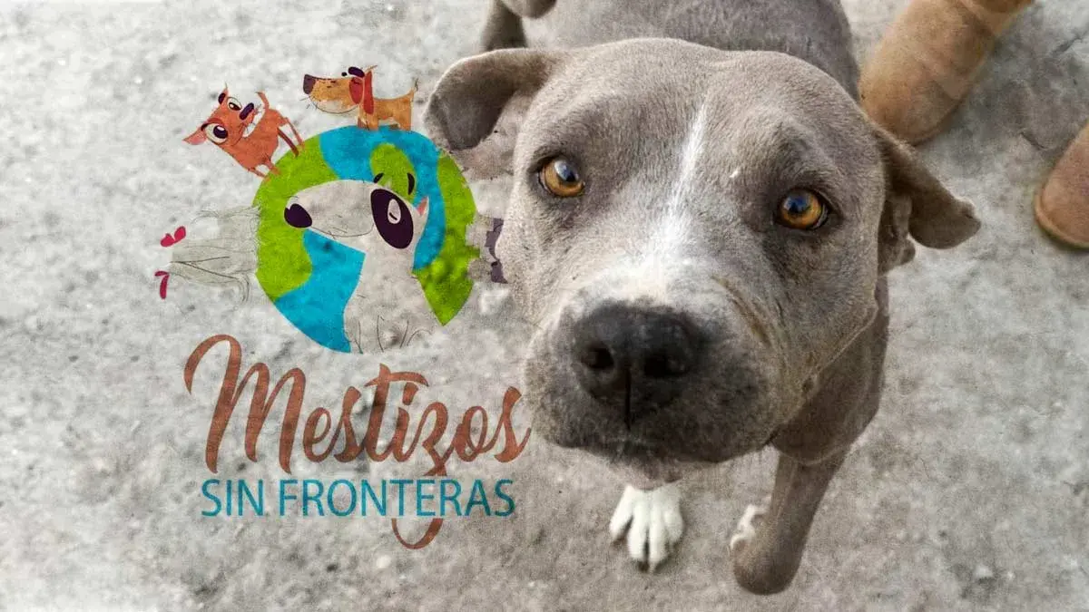 Asociación poblana Mestizos sin Fronteras organiza rifa solidaria para financiar tratamientos de perros rescatados