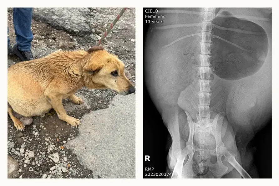 Asociación poblana Mestizos sin Fronteras organiza rifa solidaria para financiar tratamientos de perros rescatados
