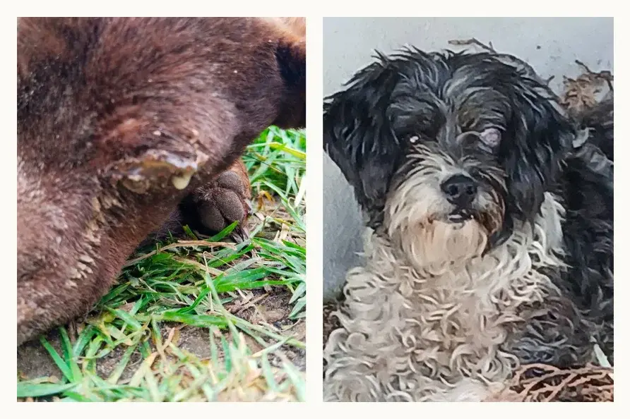 Asociación poblana Mestizos sin Fronteras organiza rifa solidaria para financiar tratamientos de perros rescatados