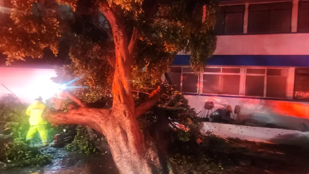 Atiende Gobierno de la Ciudad reportes por inundaciones y caída de árbol