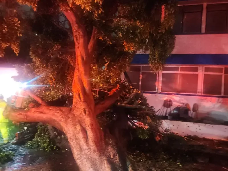 Atiende Gobierno de la Ciudad reportes por inundaciones y caída de árbol