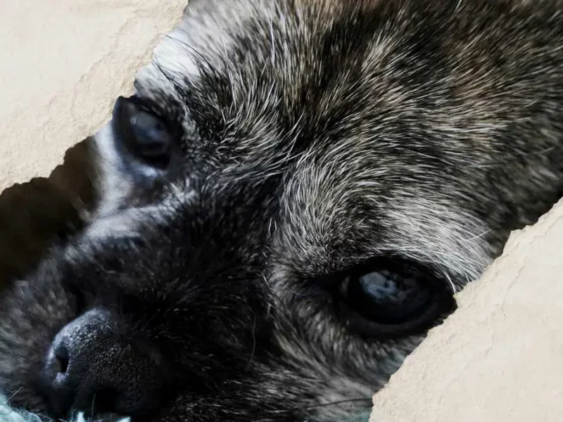 STM busca a chofer de ruta Libertad-Cuauhtémoc que atropelló a un perro en Puebla 