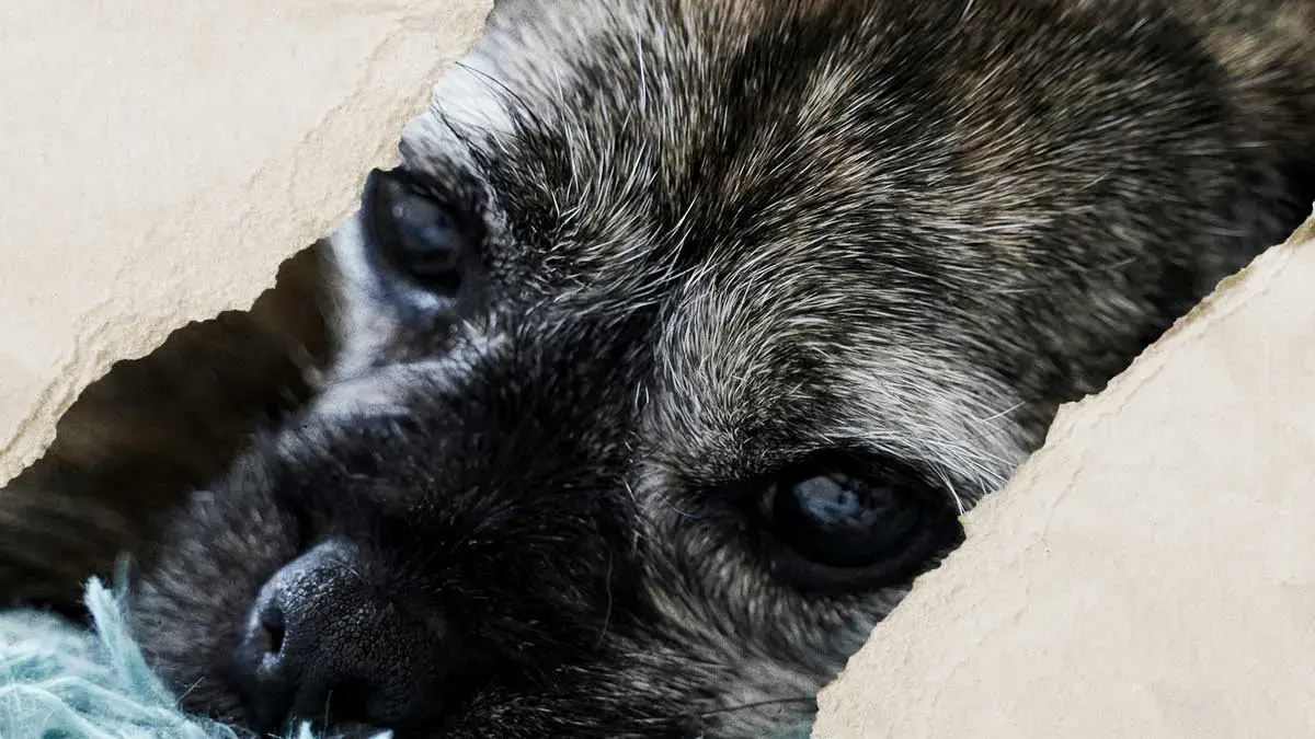 STM busca a chofer de ruta Libertad-Cuauhtémoc que atropelló a un perro en Puebla 
