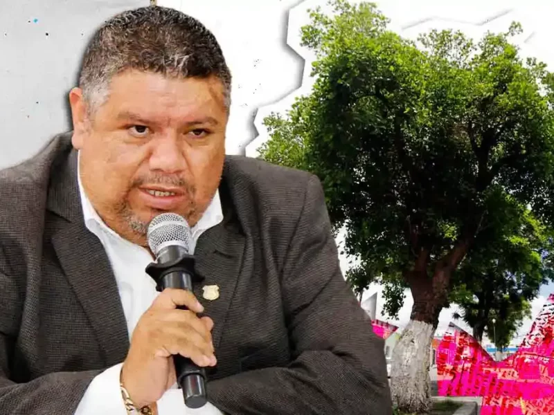 Emiten convocatoria para reconocer árboles como “ejemplares patrimoniales” de Puebla capital