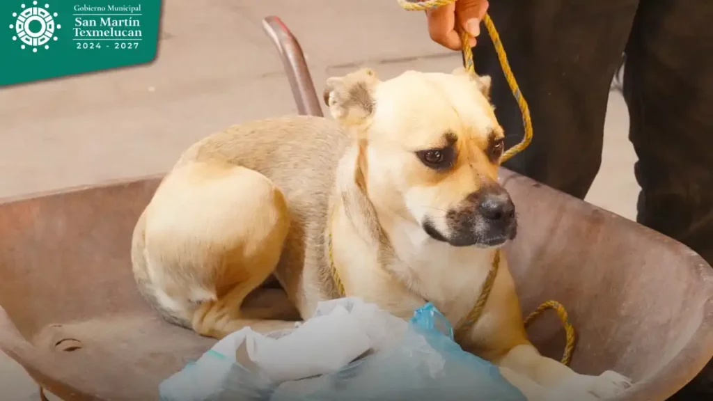 Gobierno de Texmelucan y FGE instalan Ministerio Público Especializado en delitos en contra de animales