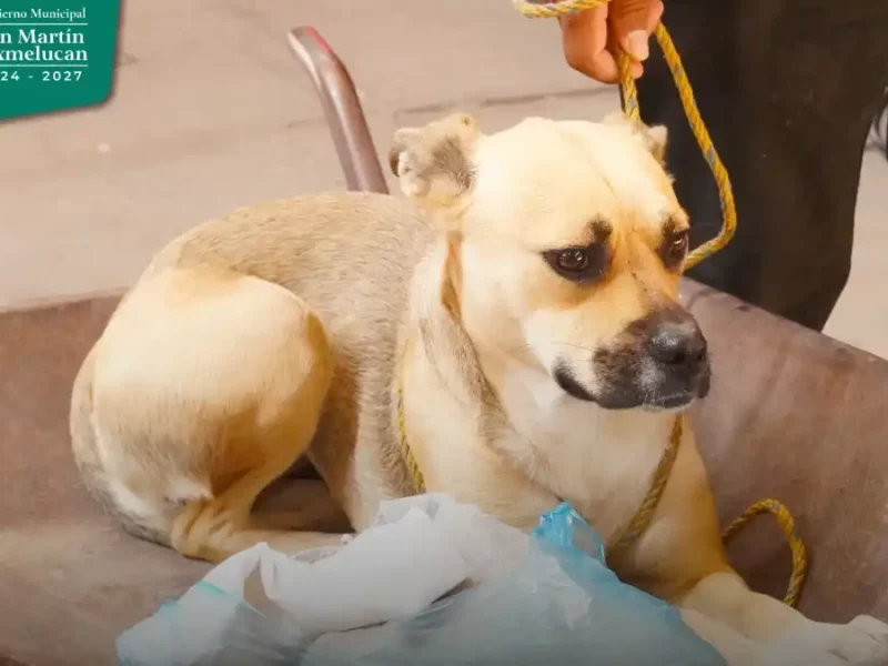 Gobierno de Texmelucan y FGE instalan Ministerio Público Especializado en delitos en contra de animales