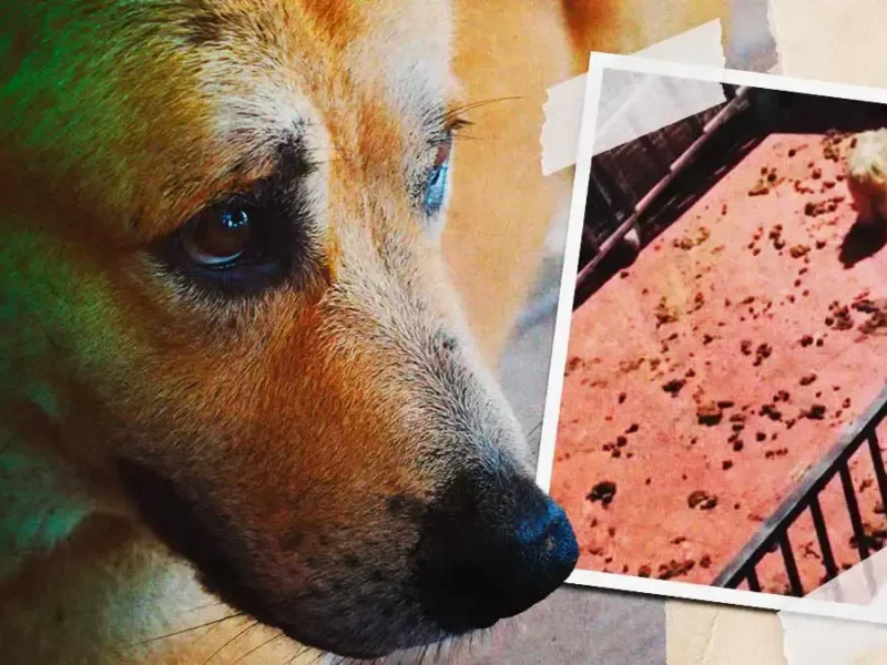Denuncian que ocho perros sobreviven entre golpes, heces y abandono en Ignacio Romero Vargas, Puebla
